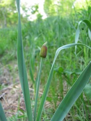 Allium obliquum