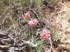 Trifolium macrocephalum