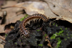 Pseudopolydesmus erasus