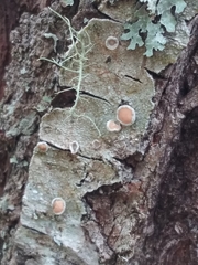 Lecanora pacifica
