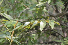 Decatropis bicolor