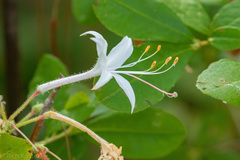 Rhododendron oblongifolium