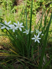 Ornithogalum umbellatum