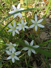 Ornithogalum umbellatum