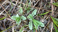 Pedicularis lanceolata