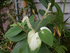 Saururus chinensis