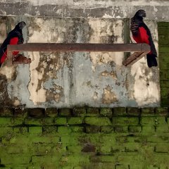 Psittrichas fulgidus