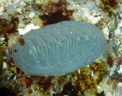 Tripoplax regularis