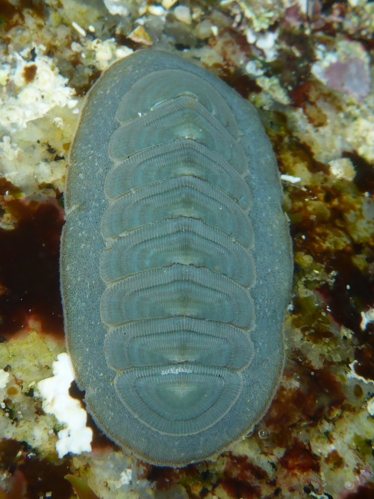 Regular Chiton