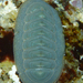 Regular Chiton - Photo (c) Robin Gwen Agarwal, some rights reserved (CC BY-NC), uploaded by Robin Gwen Agarwal