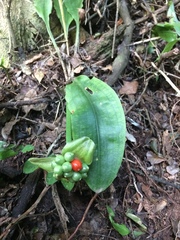 Scadoxus membranaceus