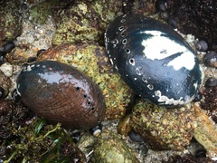 Haliotis cracherodii