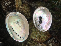 Haliotis cracherodii