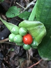 Scadoxus membranaceus