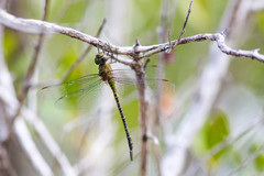 Mangrove Darner