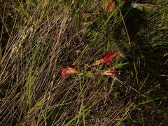 Alstroemeria gardneri