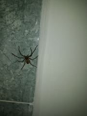 Heteropoda venatoria