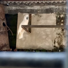 Cacatua moluccensis