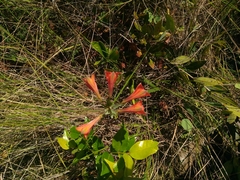 Alstroemeria gardneri