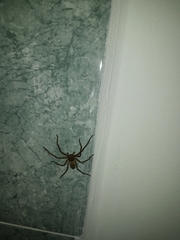 Heteropoda venatoria