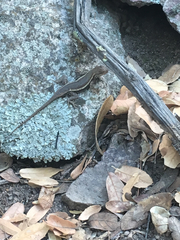 Sceloporus virgatus