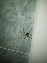 Heteropoda venatoria