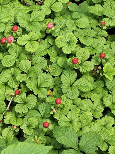 Lesser Mock-strawberry