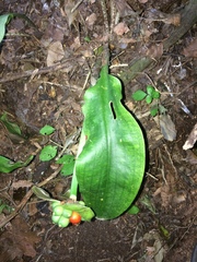 Scadoxus membranaceus