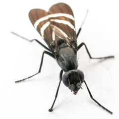 Tritoxa flexa