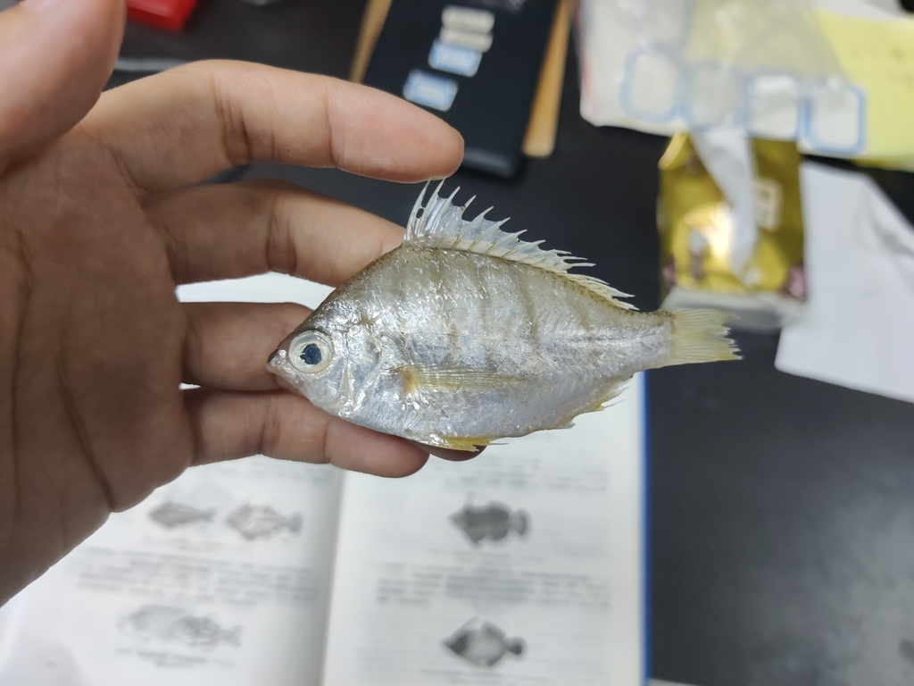 Gerres septemfasciatus