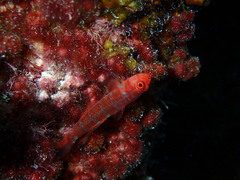 Blue-Barred Dwarfgoby photo 3