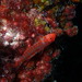 Redbarred Atomgoby - Photo (c) eashby, some rights reserved (CC BY-NC)