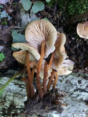 Gymnopus earleae