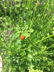 Coccinella septempunctata