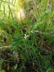 Vicia hirsuta