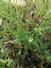 Vicia hirsuta
