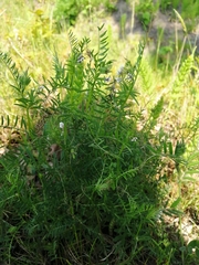 Vicia hirsuta
