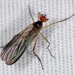Empididae - Photo (c) Jason Michael Crockwell, alguns direitos reservados (CC BY-NC-ND)
