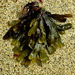 Hesperophycus - Photo (c) Fitzgerald Marine Reserve Docent, algunos derechos reservados (CC BY)