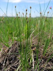 Trichophorum pumilum