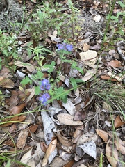 Phacelia congesta