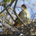 Greater Thornbird - Photo (c) Carmelo López Abad, some rights reserved (CC BY-NC), uploaded by Carmelo López Abad