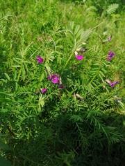 Vicia sativa