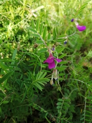 Vicia sativa