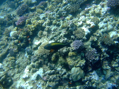 Cetoscarus bicolor