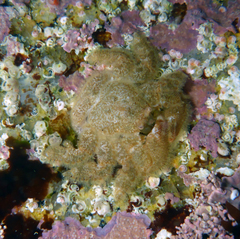 Hapalogaster cavicauda