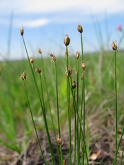 Trichophorum pumilum
