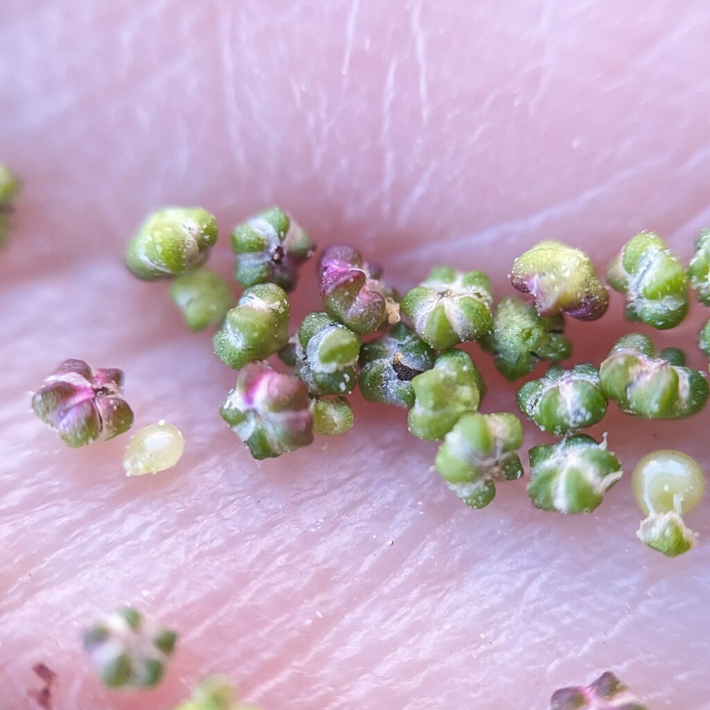 Pitseed goosefoot (Chenopodium berlandieri)