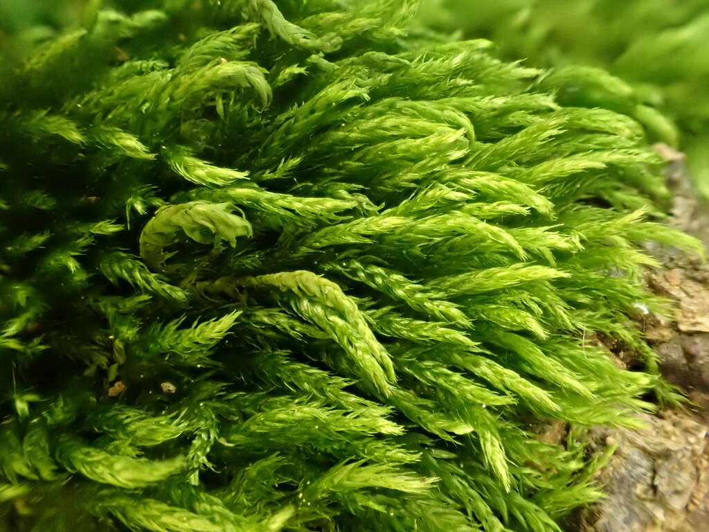 Sciuro-hypnum flotowianum