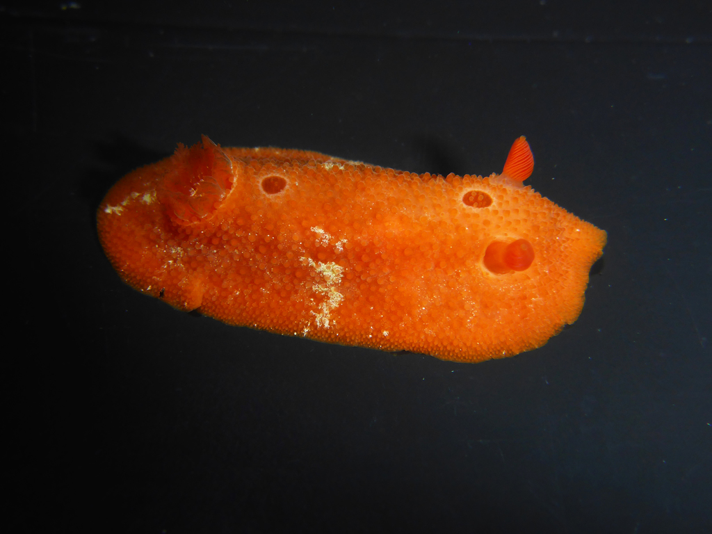 Red Aldisa
